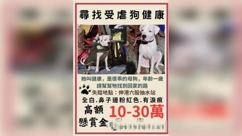 彰化虐犬案「健康」離奇失蹤　飼主稱送人！集資重賞30萬尋狗