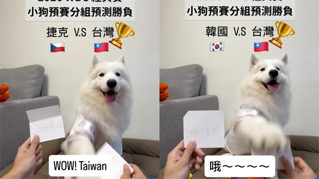 神犬薩摩耶「WBC全命中」獲總統級認證！蔡英文點名「玄學」親回11字