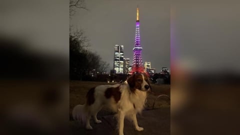 大谷翔平愛犬「彈額頭」回日本！預賽結束直奔邁阿密　東京鐵塔萌照曝光