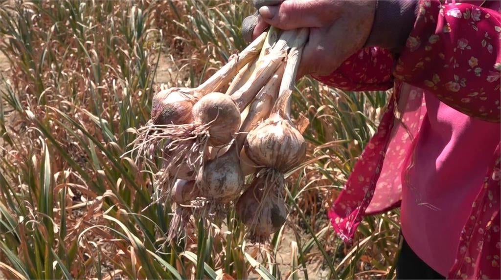 很心酸!蒜頭「結球期」遇蟲害 雲林蒜農收成恐減半