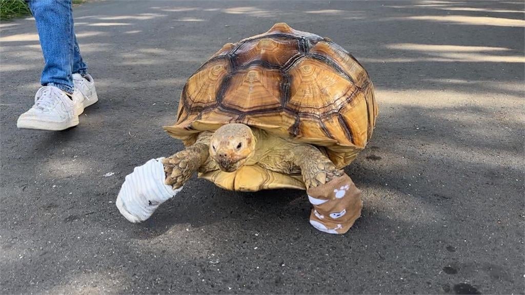 大街巧遇「穿襪龜」逛大街　飼主擔心腳受傷給烏龜穿襪子