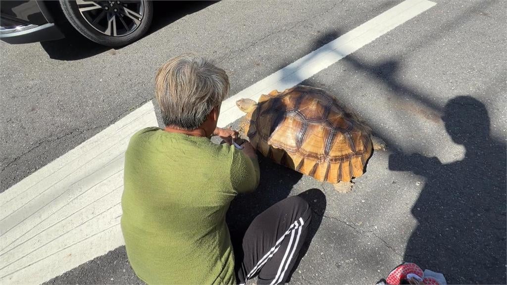 大街巧遇「穿襪龜」逛大街　飼主擔心腳受傷給烏龜穿襪子