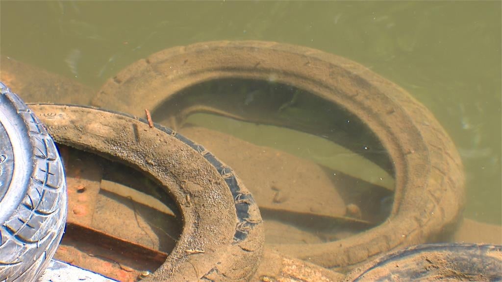 魚還在掙扎！女子碧潭放生朱文錦還po網　動保處直接開罰3萬