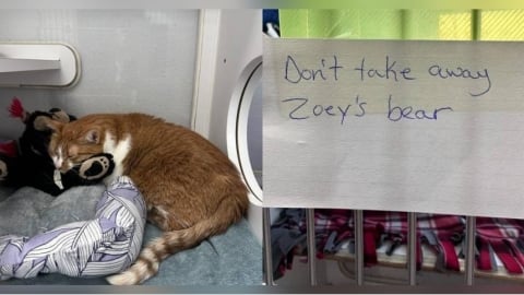 4歲橘貓被送進收容所緊緊依偎小熊玩偶　1張紙條揭心碎故事