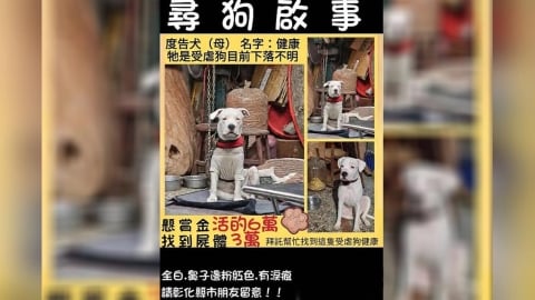 米可白關心「健康」下落　彰化虐狗案飼主先開罰3萬元