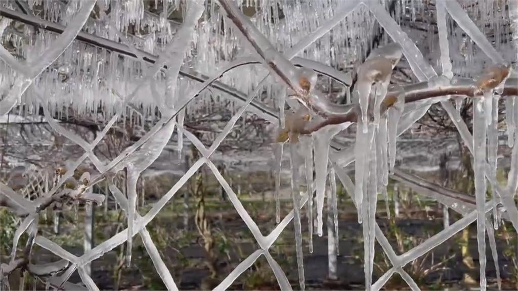 冰雪世界！武陵農場降到零下　藤花園冰柱現罕見「冰晶簾幕」