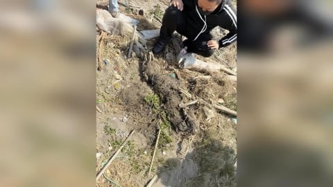 彰化飼主虐打杜告母犬「健康」！動保處開罰後失蹤月餘　草叢堆找到已成白骨