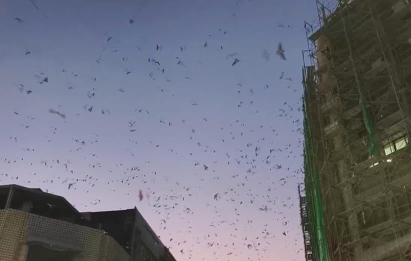 苑裡「萬燕齊發」發出嘈雜聲 醫院受干擾.路人躲黃金雨