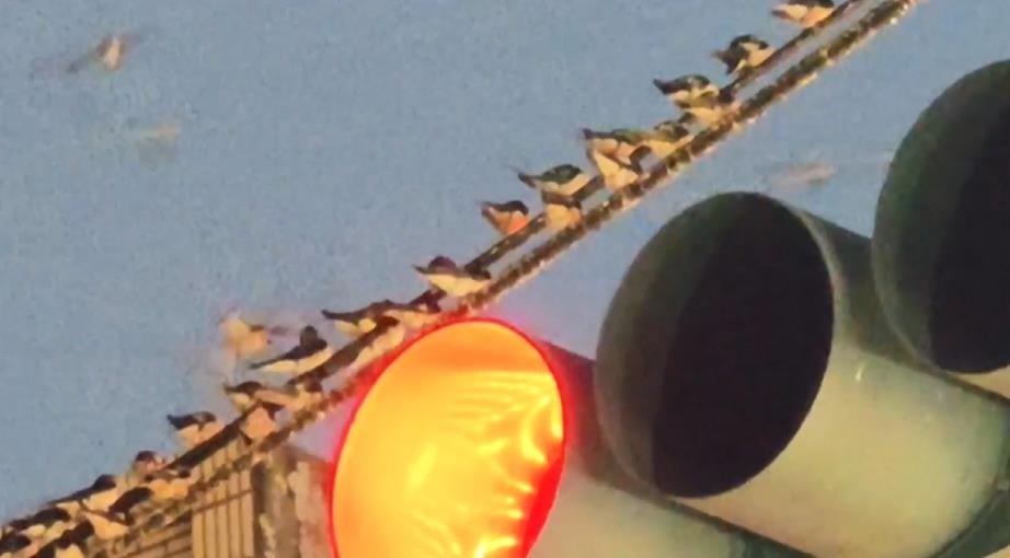 苑裡「萬燕齊發」發出嘈雜聲 醫院受干擾.路人躲黃金雨