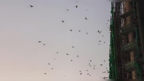 苑裡「萬燕齊發」發出嘈雜聲　醫院受干擾.路人躲黃金雨