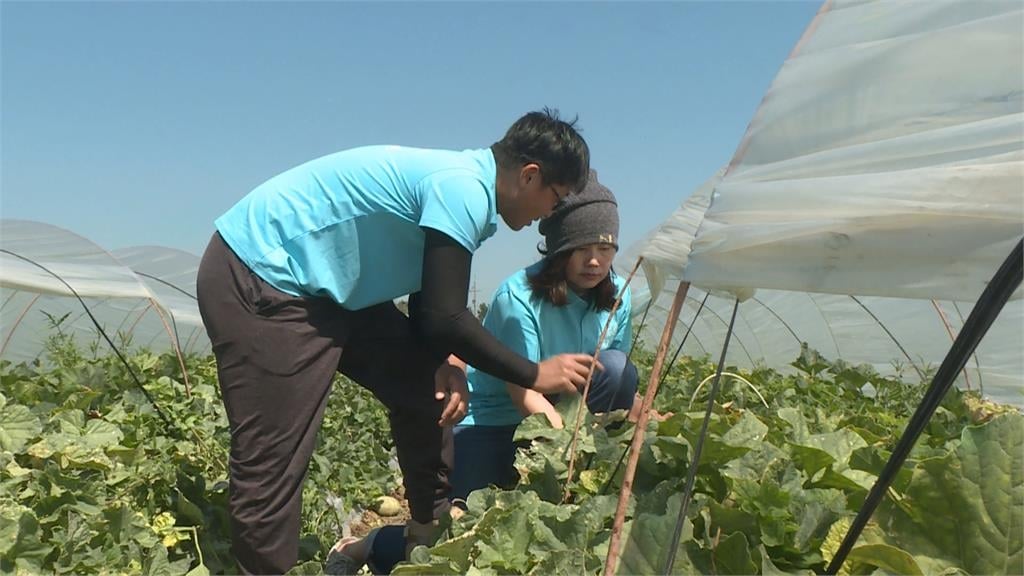 熱搜／一圓香瓜夢！　電機碩士放棄高薪返鄉種瓜