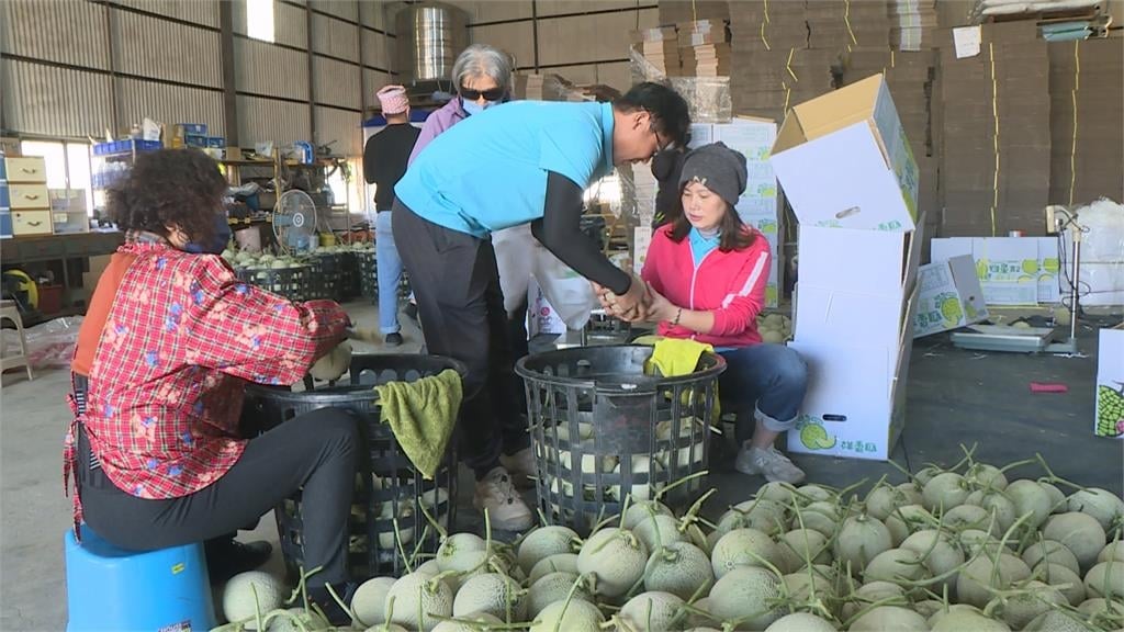 熱搜／一圓香瓜夢！　電機碩士放棄高薪返鄉種瓜