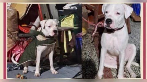 獨／曾罹口腔癌鬼門關前走一遭！　彰化男領養杜告犬取「健康」盼平安竟虐死