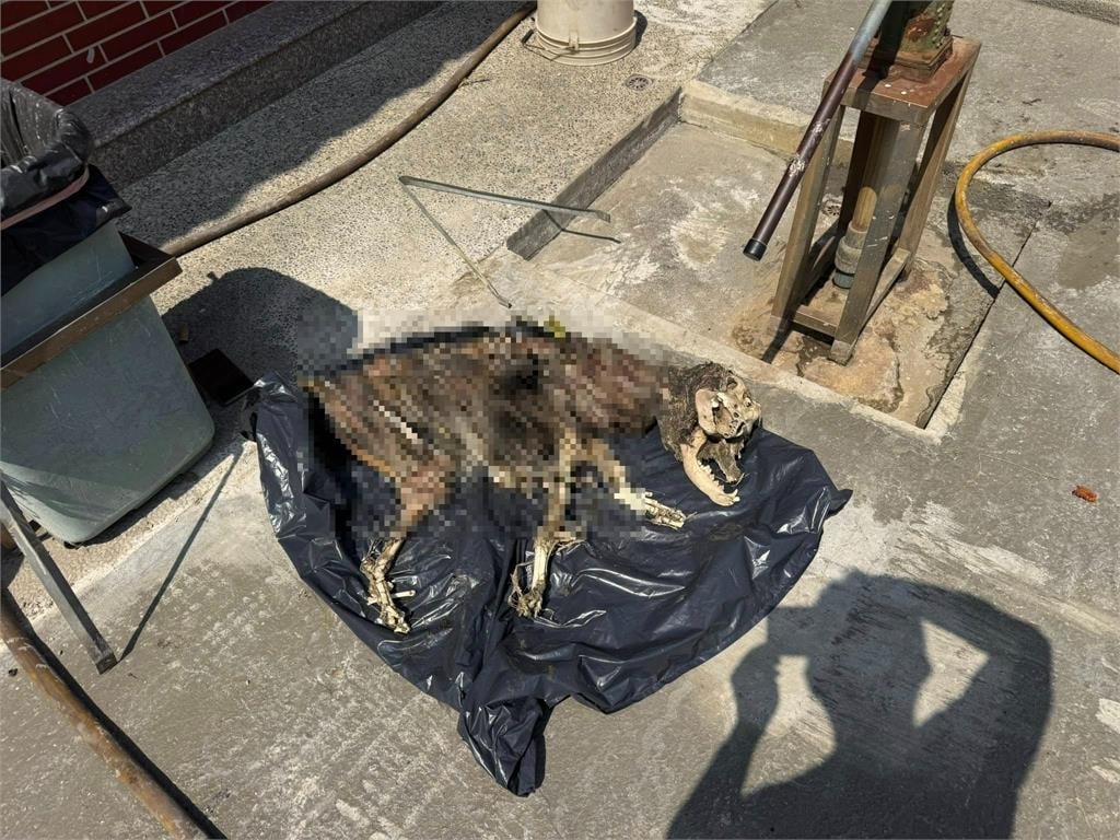 快新聞/受虐犬「健康」找到已成白骨!飼主門前遭抗議 民間單位懇請彰化縣政府咎責