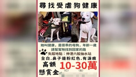 彰化爆「杜告母幼犬」被虐打失蹤 伸港出海口出現遺體