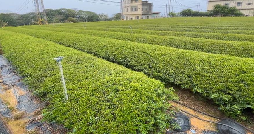 手搖基底茶7成來自名間！　茶農憂影響盼焚化爐重新選址