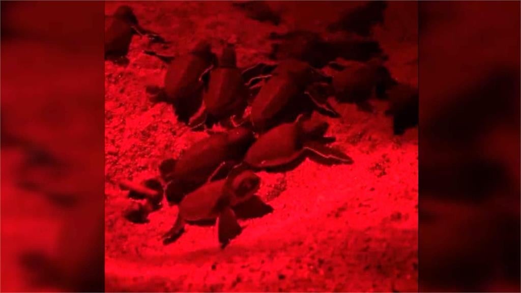 全球暖化改變生理時鐘？　屏東小琉球海龜罕見「冬季產卵」