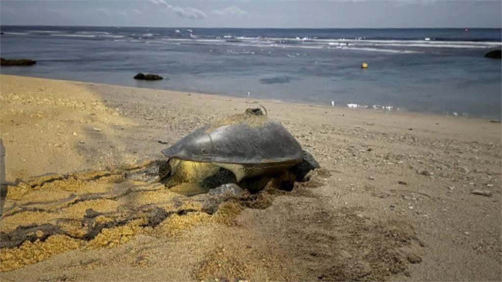 全球暖化改變生理時鐘？　屏東小琉球海龜罕見「冬季產卵」
