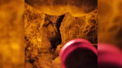 全球暖化改變生理時鐘？　屏東小琉球海龜罕見「冬季產卵」