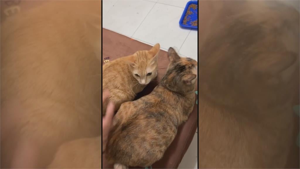 獨家！高雄房東控「房客欠租近十萬」　養２４隻貓「解約沒全帶走」