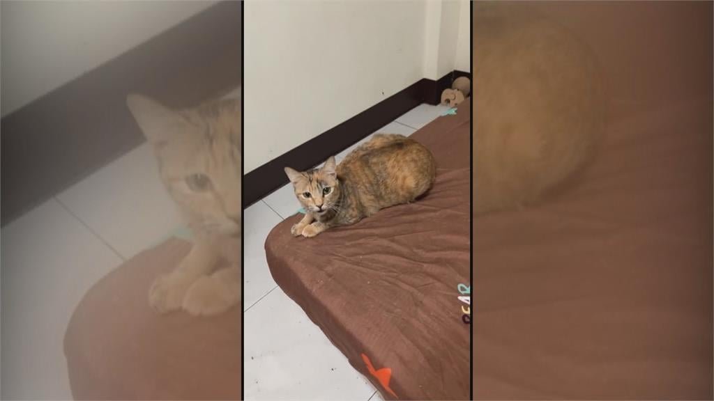 獨家！高雄房東控「房客欠租近十萬」　養２４隻貓「解約沒全帶走」