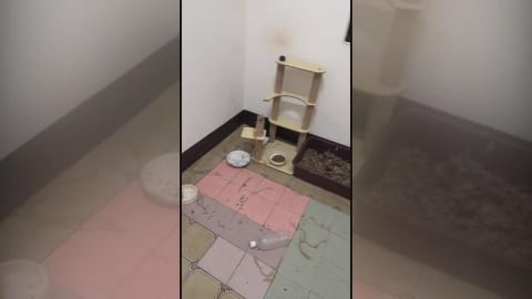 獨家/高雄房東控「房客欠租近十萬」　養２４隻貓「解約沒全帶走」