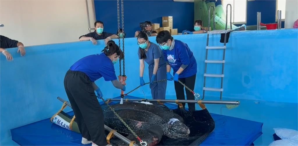 「近３百公斤保育類革龜」誤食漁網　經手術搶救仍不治