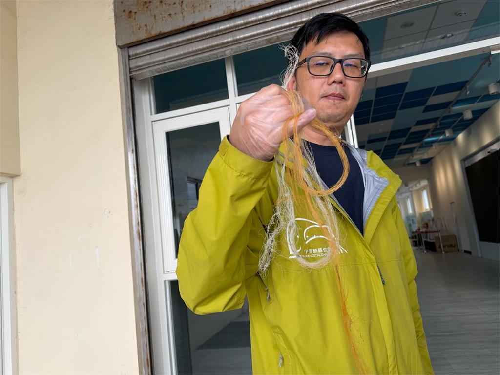 「近３百公斤保育類革龜」誤食漁網　經手術搶救仍不治