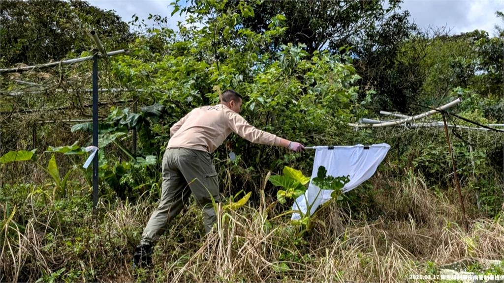 七旬翁挨蜱蟲咬住院！　「SFTS蜱蟲病」致死率高達3成