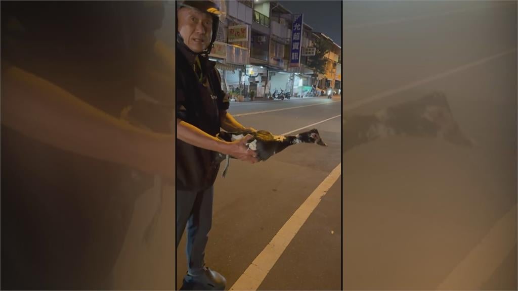 鴨子逛大街險遭撞！熱心民眾合力圍捕　網友歪樓：今晚加菜！