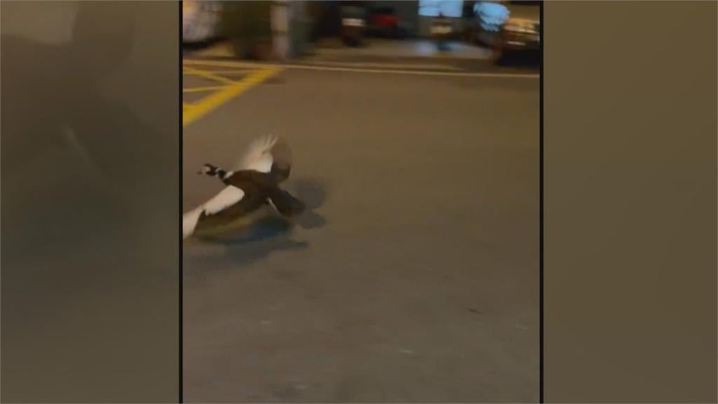 鴨子逛大街險遭撞！熱心民眾合力圍捕　網友歪樓：今晚加菜！