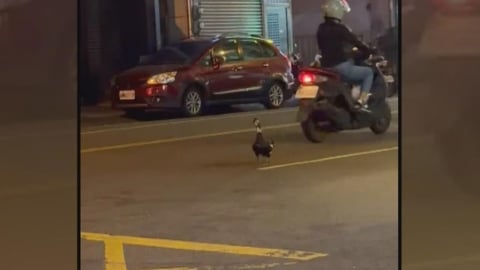 鴨子逛大街險遭撞！熱心民眾合力圍捕　網友歪樓：今晚加菜！