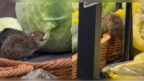 連鎖超市驚見「巨鼠趴貨架」啃高麗菜！門市急停業　衛生局揭稽查結果