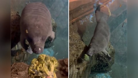 海牛被餵食「緩緩浮上」好療癒　見青花菜溜走慌張動作超可愛