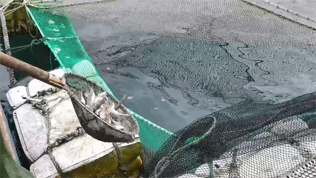 美伊戰火波及養殖業！　下雜魚飼料缺貨　海鮮恐漲價