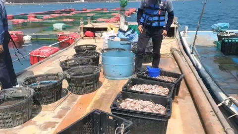 美伊戰火波及養殖業！　下雜魚飼料缺貨　海鮮恐漲價