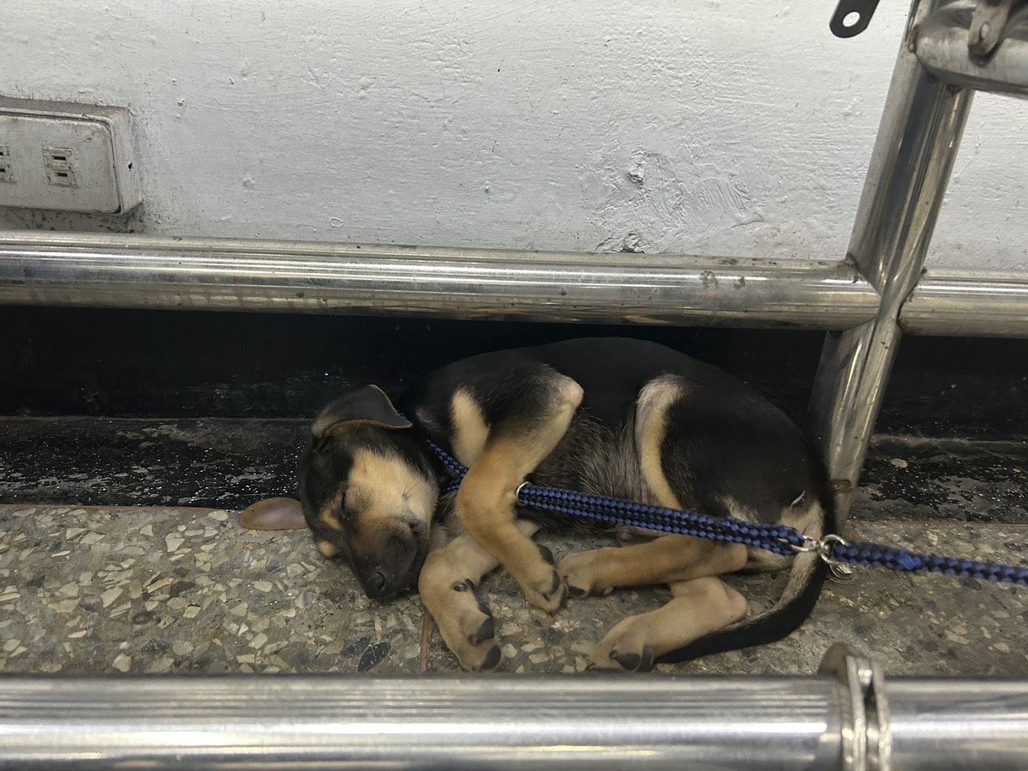 躲過兩地檢署卻栽在遛狗 「兩條通」遇警再被搜出喪屍煙彈