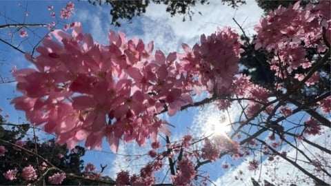 數十年一遇！「3大吉日匯聚」倒數登場　專家教「3秘招」讓財運旺整年