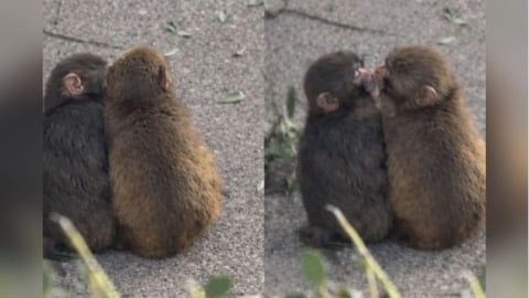 小獼猴也脫單？Panchi甜吻正妹猴　網：猴子都比我強