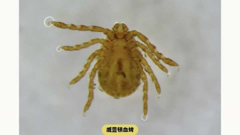 北部7旬男罹SFTS！疾管署：本土感染風險中度　戶外慎防蜱蟲叮咬