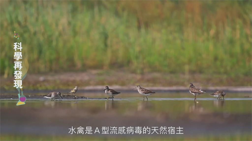 為防禽流感感染擴大 國家防疫體系持續加強