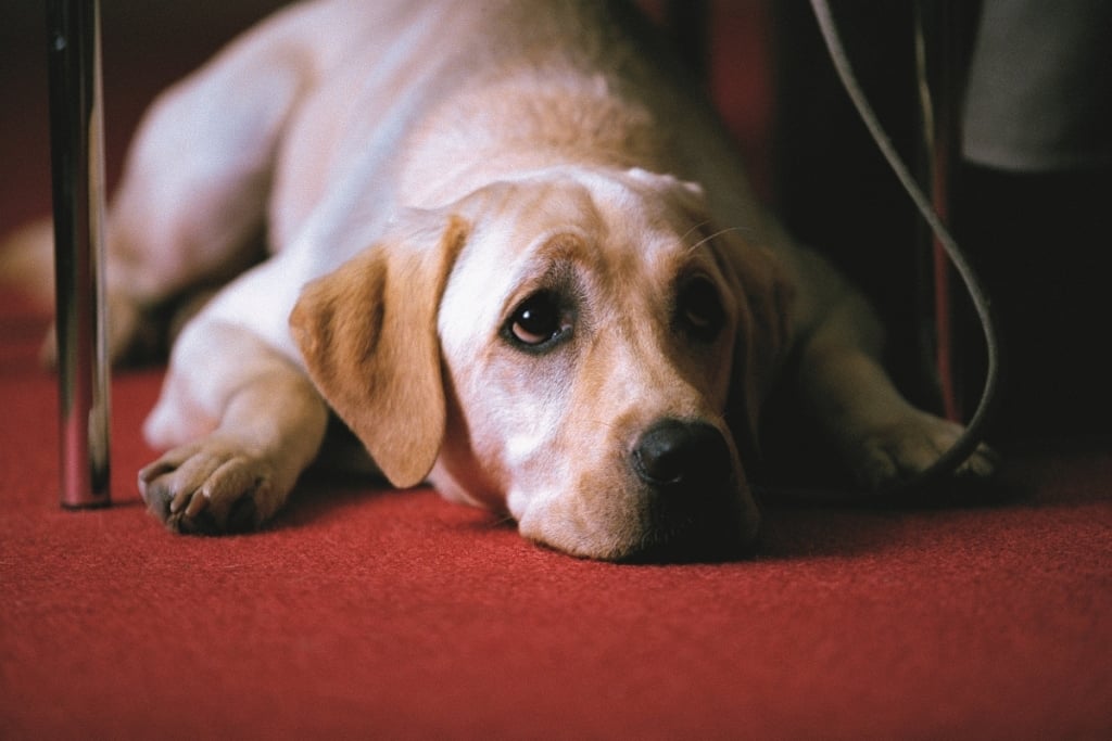 感動22年名作再現大銀幕  《再見了，可魯》推出數位經典重映