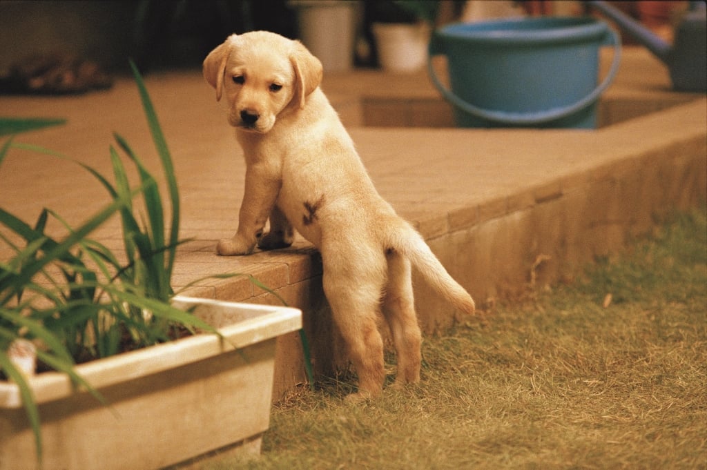感動22年名作再現大銀幕  《再見了，可魯》推出數位經典重映