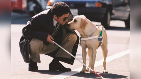 感動22年名作再現大銀幕  《再見了，可魯》推出數位經典重映