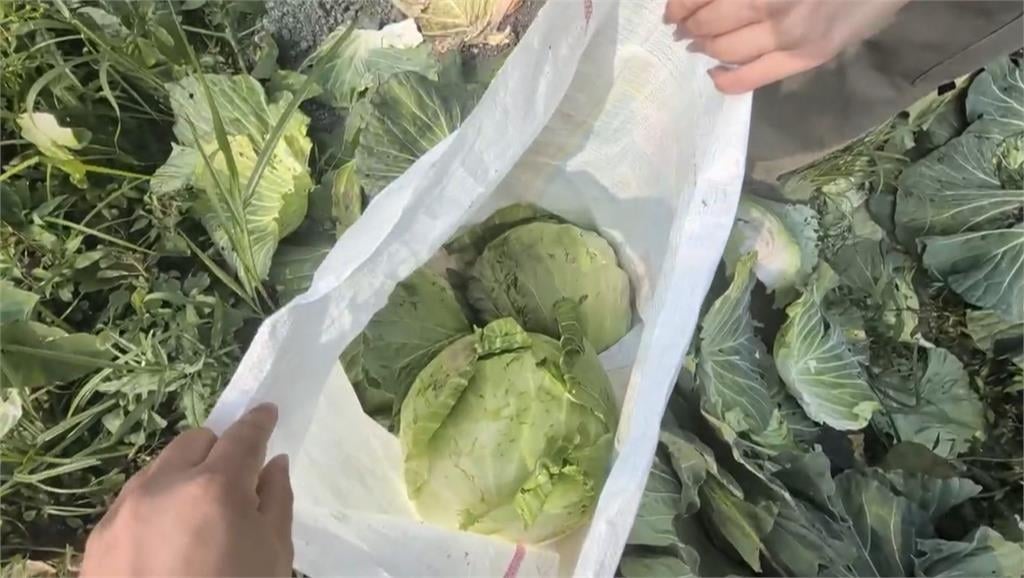 高麗菜產量過剩價格不漂亮　台中青農開放自採一顆10元