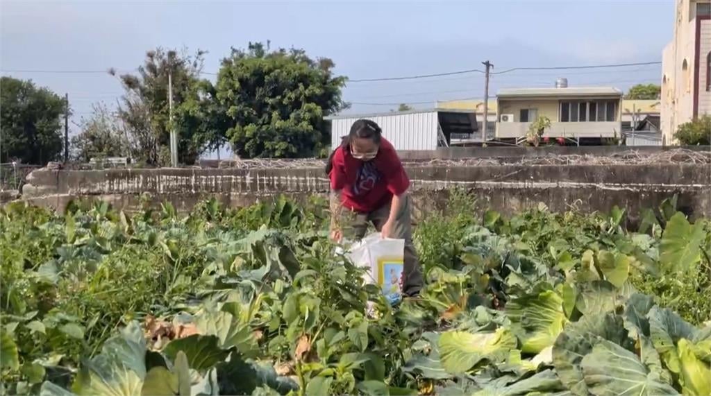 高麗菜產量過剩價格不漂亮　台中青農開放自採一顆10元