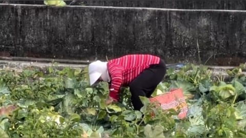 高麗菜產量過剩價格不漂亮　台中青農開放自採一顆10元