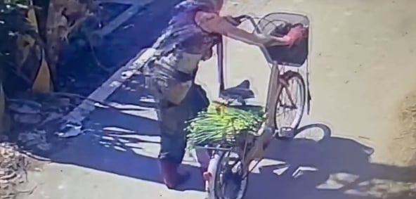 彰化埤頭驚傳惡犬咬人　老婦慘遭群攻200多處傷