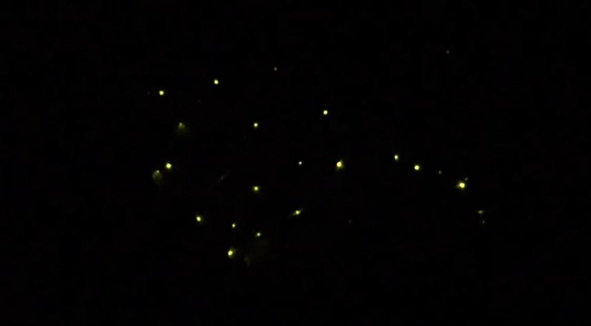 門票0元快衝！　台中螢火蟲聖地「東勢林場」吸大批民眾