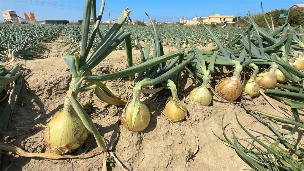 洋蔥正著時!獨特「落山風」 屏東車城洋蔥田大豐收